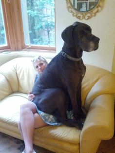 If Andray was of the canine species, he would definitely think that he was a lapdog.